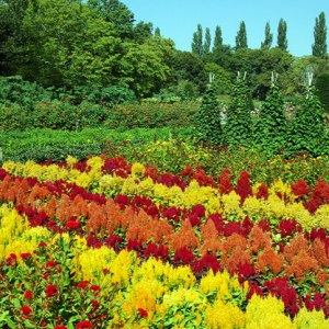 Château de Chenonceau - flower and vegetable gardens.png