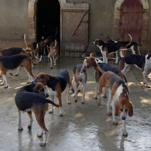 Château de Cheverny - kennels.png