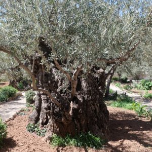 Garden of Gethsemane