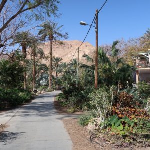 Ein Gedi