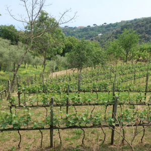 Walk: San Fruttuoso - Santa Margherita Ligure