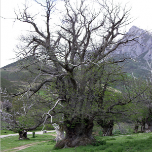 Sweet chestnut tree near Pendes