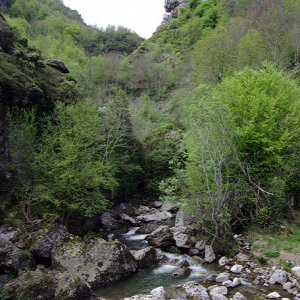 Cucayo