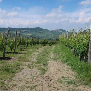 Hike - Barolo to Monforte