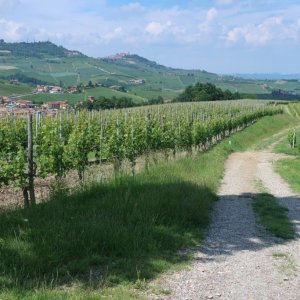 Hike - Barolo to Monforte