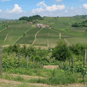 Hike - Barolo to Monforte