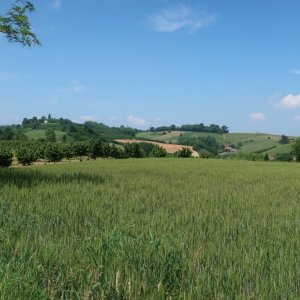 Walk - San Damiano