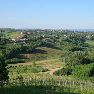 Piedmont Views