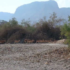 Nubian Ibex