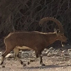 Nubian Ibex