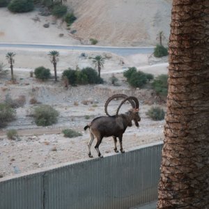 Nubian Ibex
