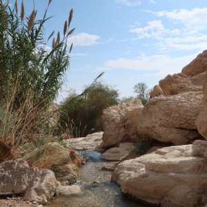 Wadi David, Ein Gedi