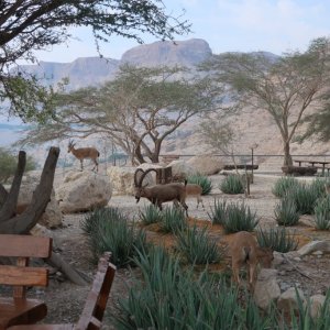 Ibex, Ein Gedi