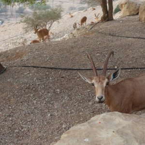 Ibex, Ein Gedi