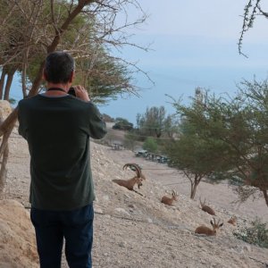Ibex, Ein Gedi