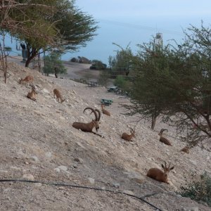 Ibex, Ein Gedi