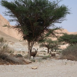 Ibex, Wadi Barak, Paran