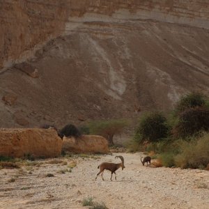Wadi Barak Hike, Paran