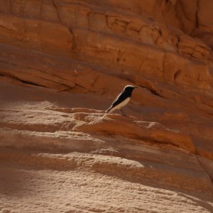 Timna Park, near Eilat