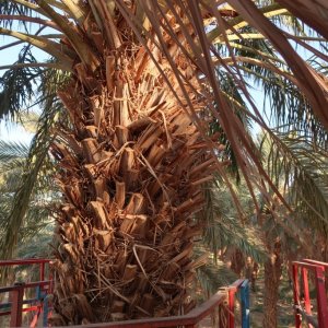 Date Palms