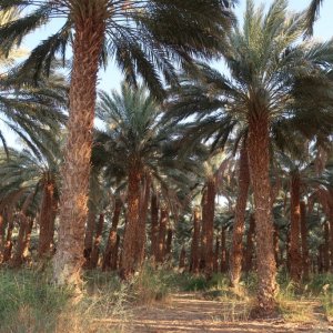 Date Palms
