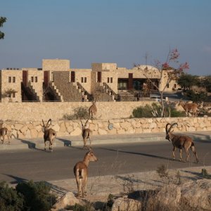 Ibex in Mitzpe Ramon
