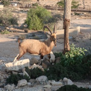 Ibex in Mitzpe Ramon