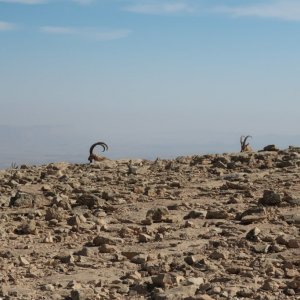 Ibex in Mitzpe Ramon