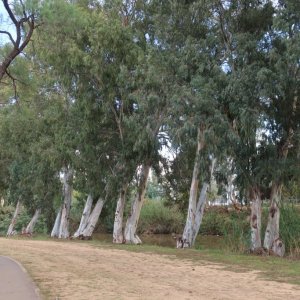 Yarkon Park, Tel Aviv