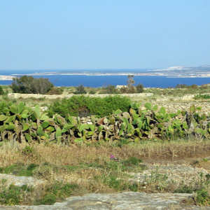 Ta'Cenc plateau looking across to Comino