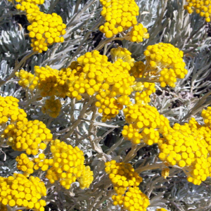 Maltese Everlasting (Helichrysum melitense)