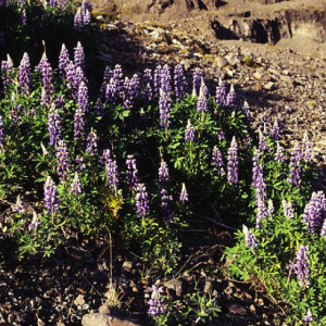 Alaskan blue lupins