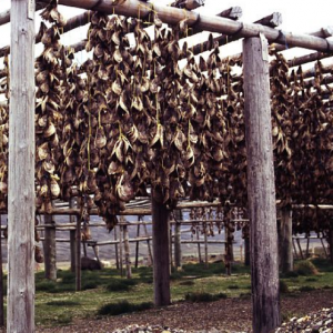 Cods' heads