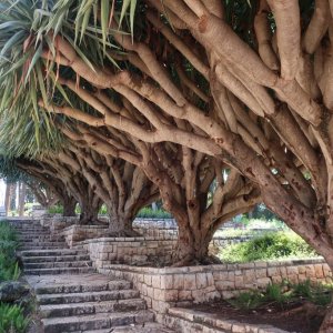 Ramat HaNadiv