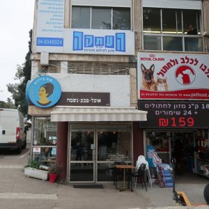 Umm Kulthum, Haifa