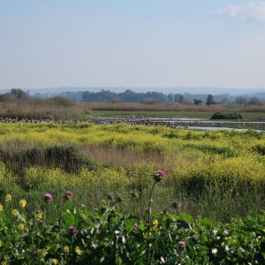 Hula Valley
