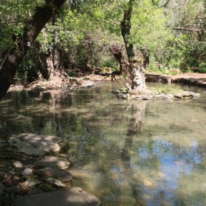 Tel Dan