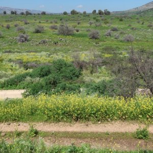 Tel Dan