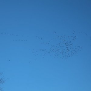 Hula Valley
