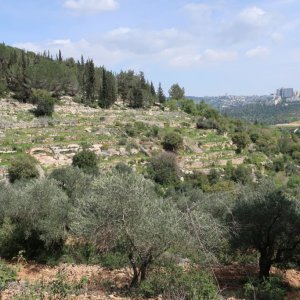 Sataf