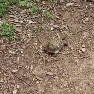 Hiking the Springs Trail