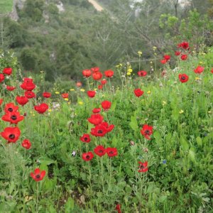 Hiking the Springs Trail