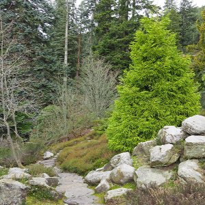 Rock Garden, Cragside