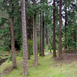 Pinetum, Cragside