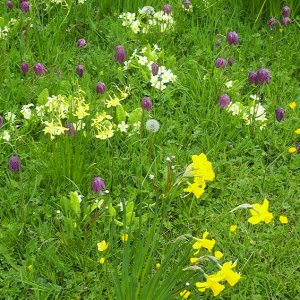 Wild flower verge in Instow