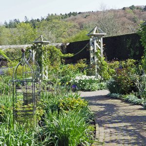 NHS Gardens Rosemoor - Shrub Rose Garden