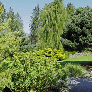 NHS Gardens Rosemoor - Foliage garden
