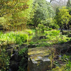NHS Gardens Rosemoor - Stream Garden