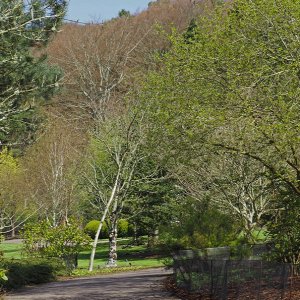 NHS Gardens Rosemoor - Bicentennary Arboretum