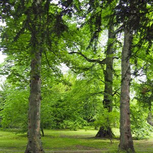 Wilderness, Trinity College Oxford